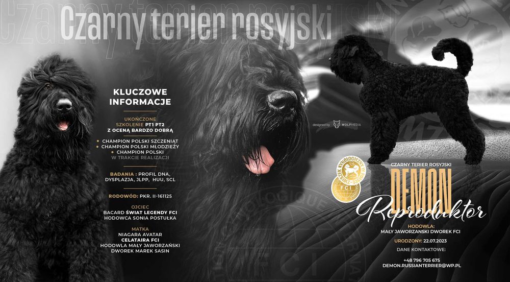 Demon - Czarny Terier Rosyjski FCI - Reproduktor