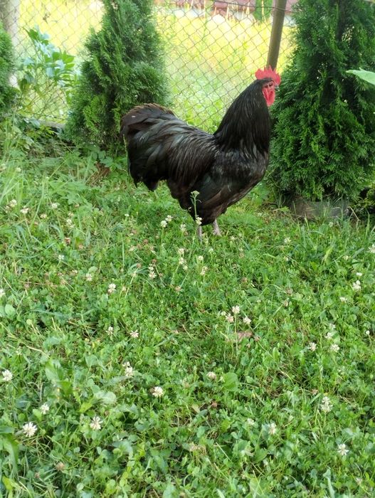 Kogut australorp australop kury