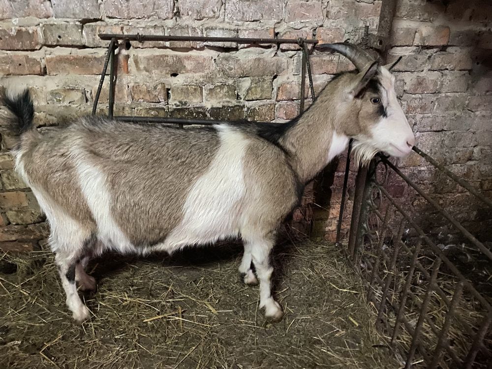 Продам дійну козу