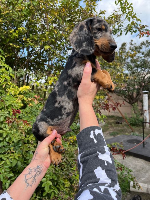 Продаются щенки таксы мрамор мерле