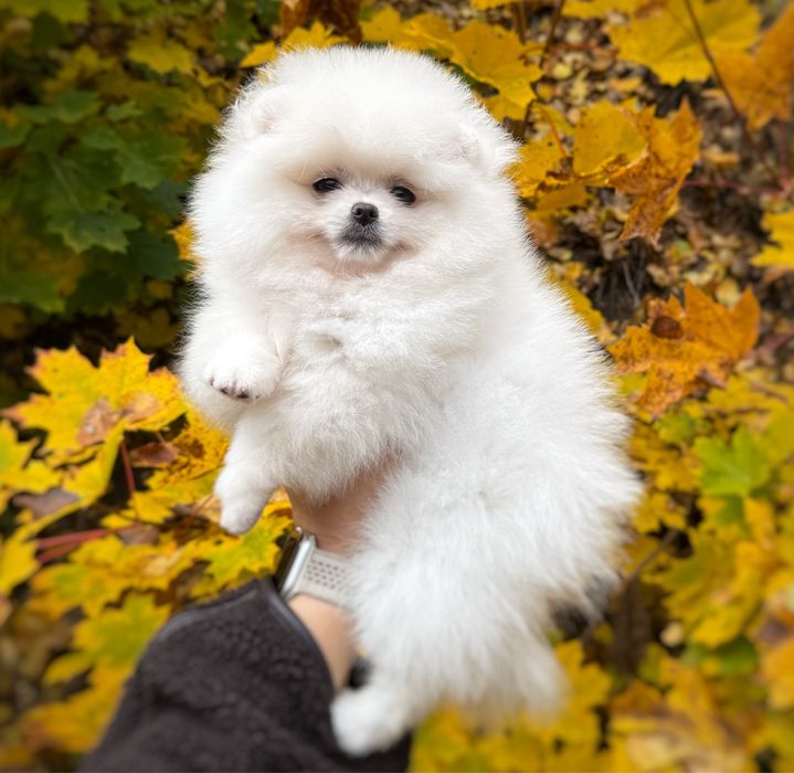 Pomeranian szpic miniaturowy Suczka Zkwp FCI MIŚ Gotowa do zmiany domu