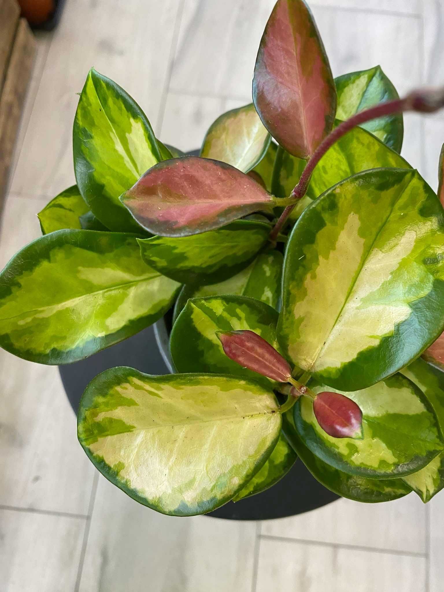Hoya Australis Lisa Hoja Ogrzewacz w Cenie