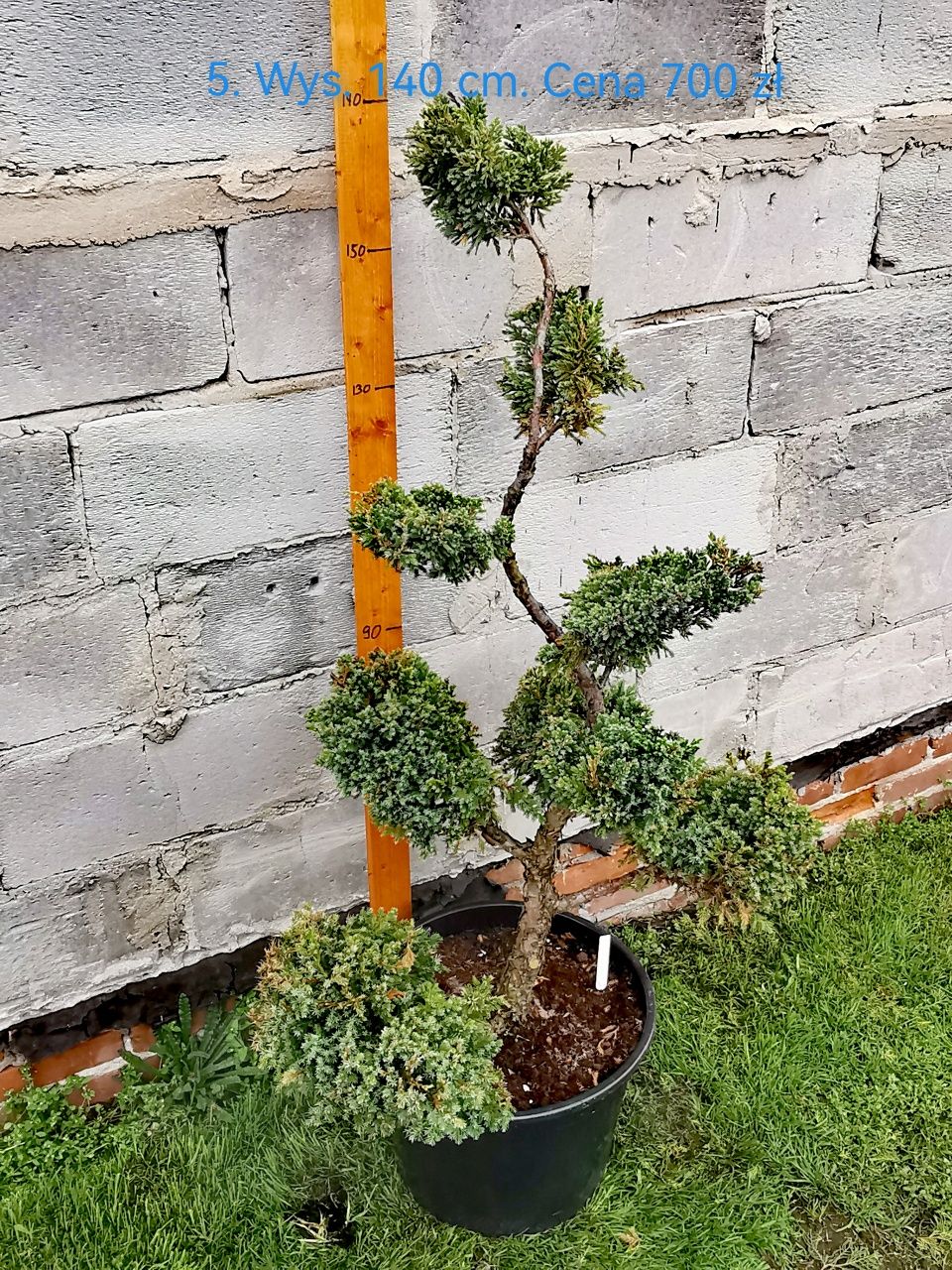 Bonsai ogrodowy, jałowce formowane.