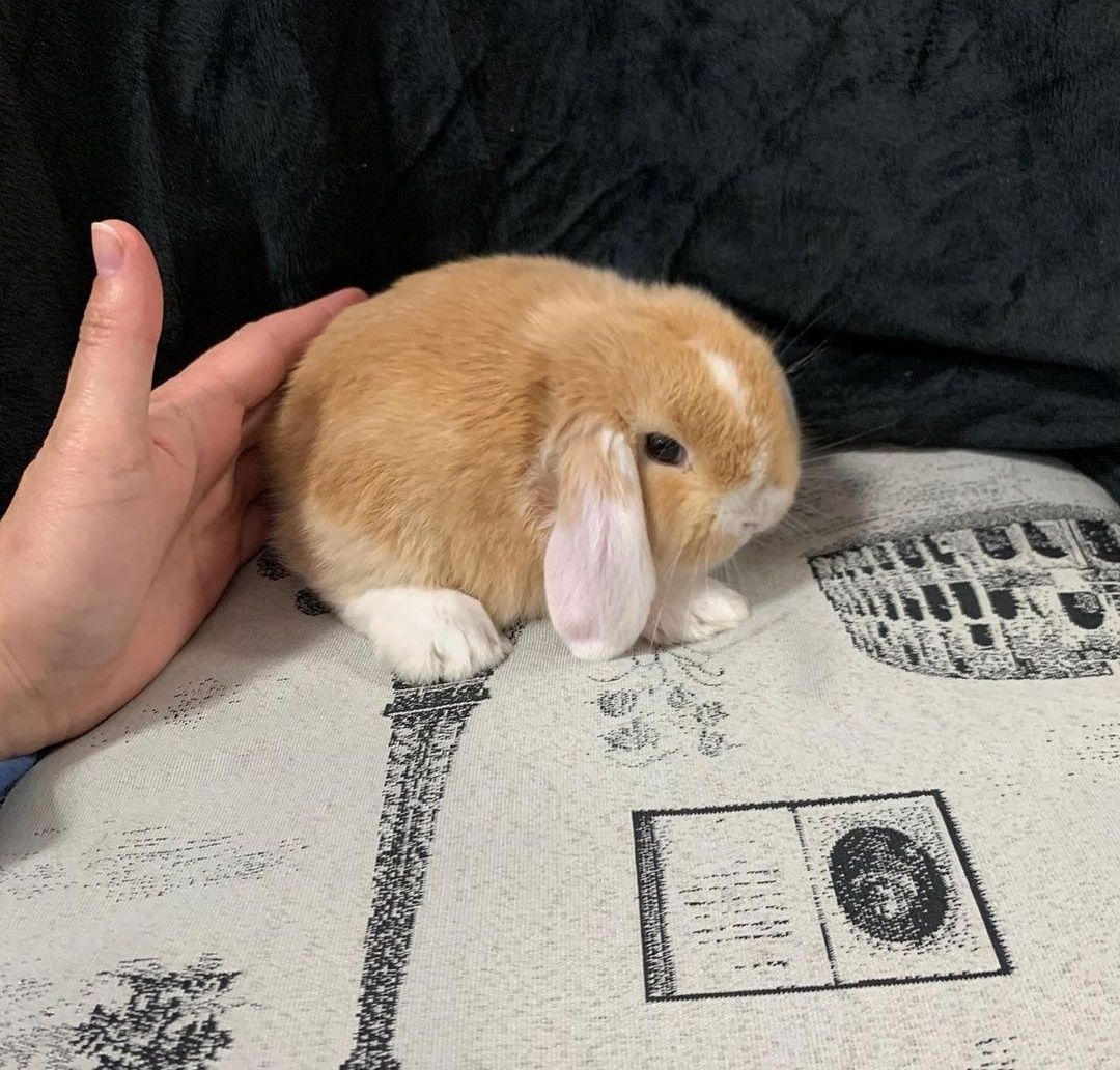 KIT Coelhos anões orelhudos, mini lop desparasitados