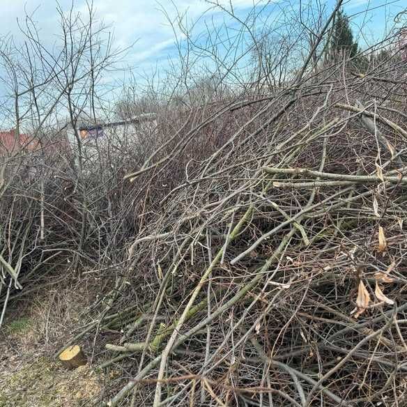 Oddam gałęzie gratis Siczki Jedlnia Letnisko