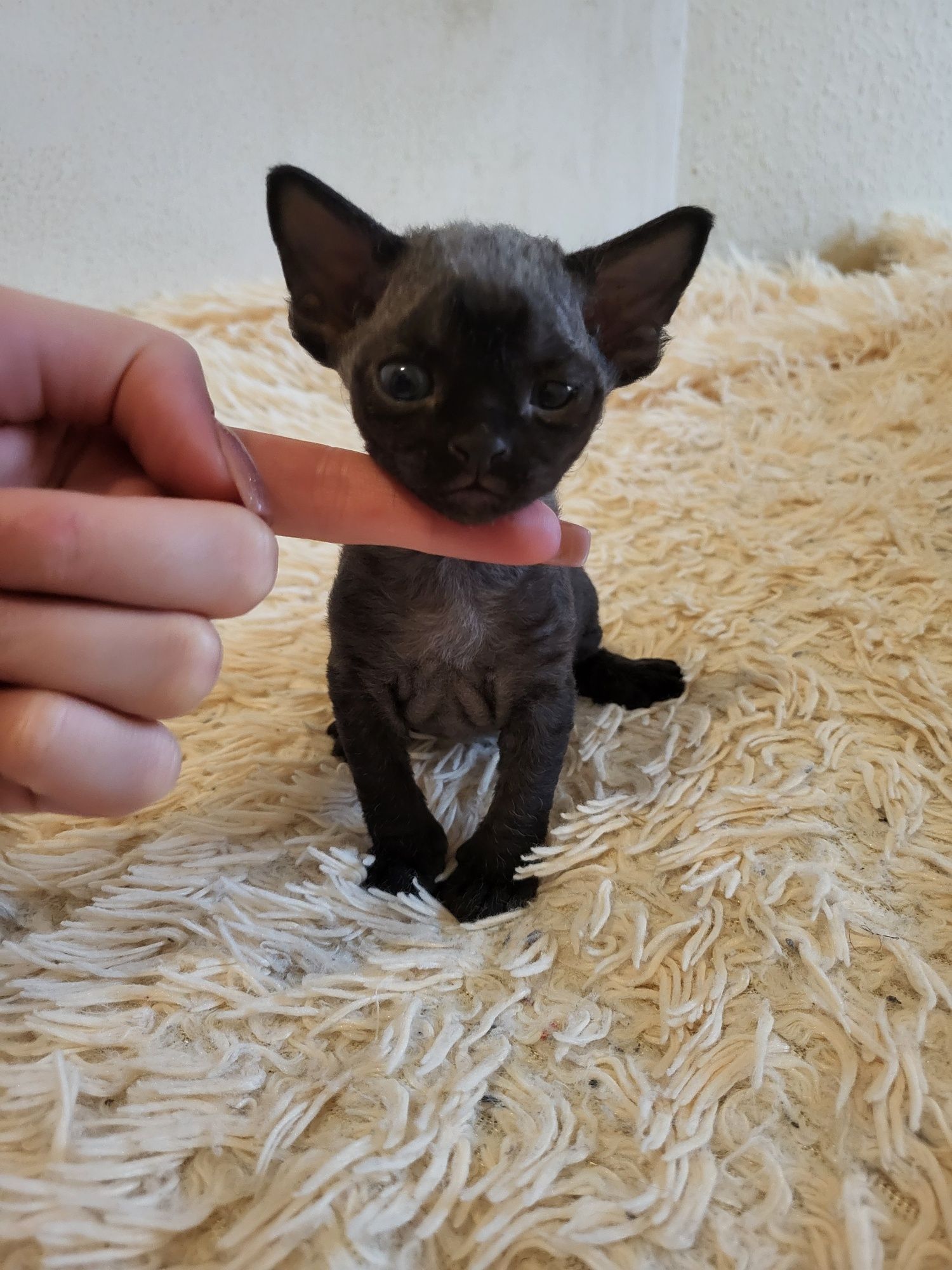 Devon Rex kocurek
