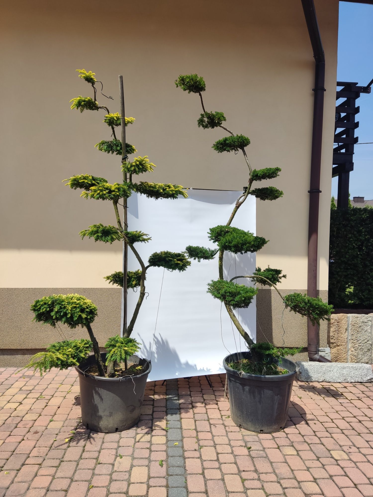 Drzewa i krzewy formowane Niwaki - bonsai -SZKÓŁKA