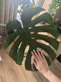 Monstera Deliciosa UCIĘTA ukorzeniona