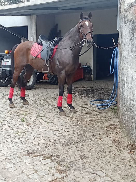 Cavalo cruzado inglês