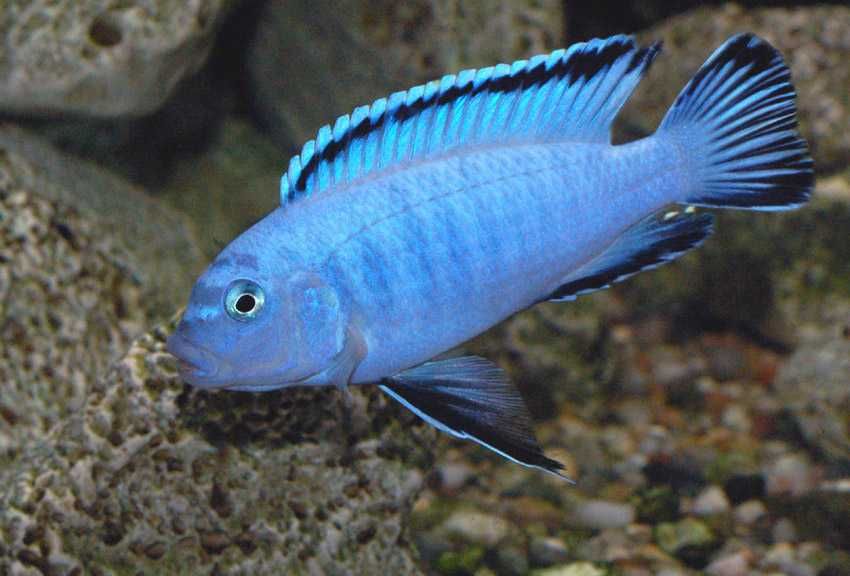 MISIEKZOO Pyszczak Sokolof / Pyszczak Blue / W ofercie różne gatunki