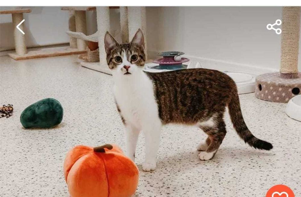 GREMLINKA mała biało-bura koteczka