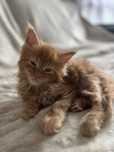 Maine Coon z rodowodem