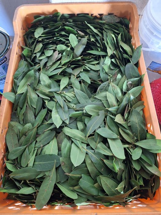 Vendo folhas de louro a granel