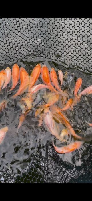 Carpas koi criacao 2025