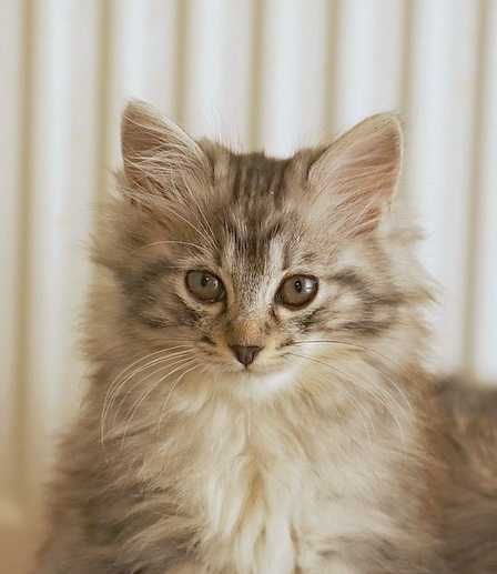 кошенята курильский бобтейл котята курильский бобтейл