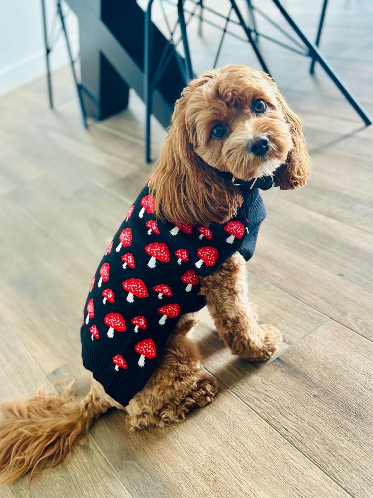 CAVAPOO RED piesek mix Cavalier King Charles Spaniel & Pudel toy