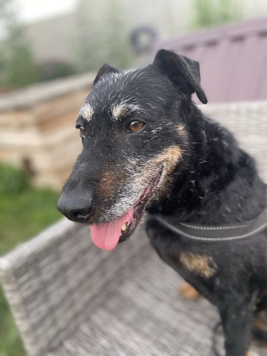 Suczka ok 4 letnia za darmo do adopcji