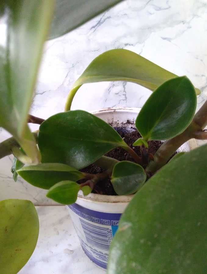 Пеперомія туполиста (Peperomia obtusifolia)