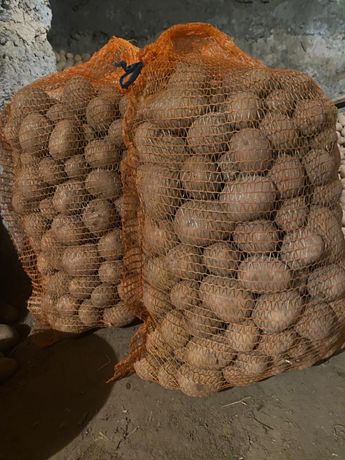 Ziemniaki gala z własnej uprawy