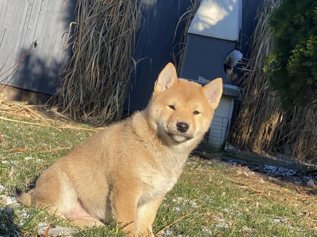 Shiba inu dziewczynka