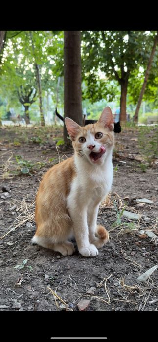 Котята бесплатно