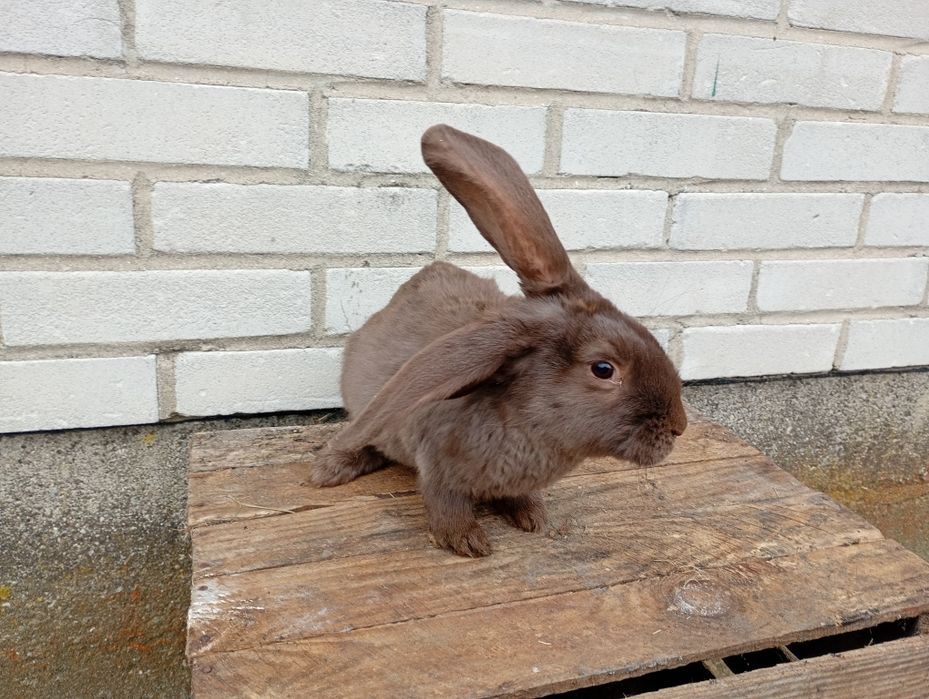 Króliki czekoladowa sierść