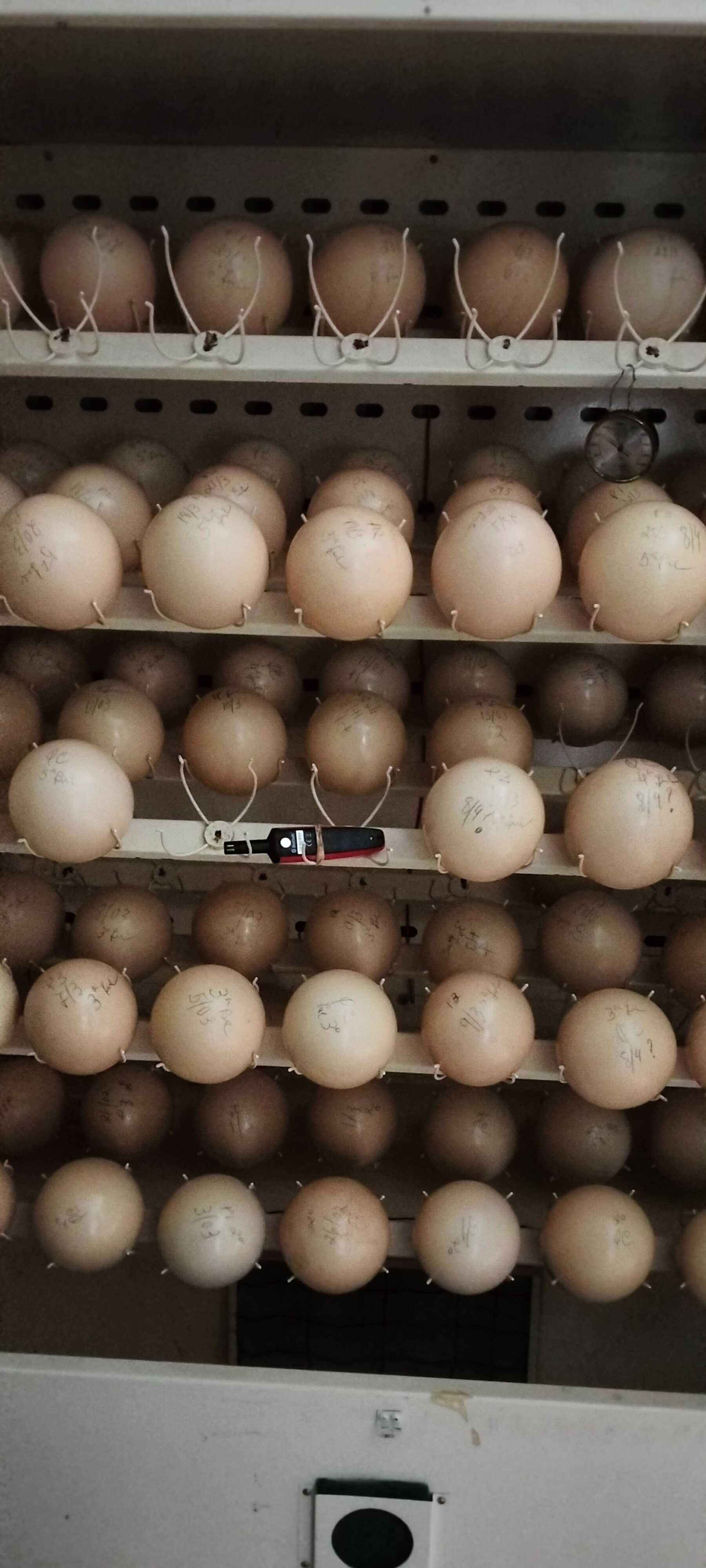 Ovos de avestruz, decoração, artesanato, Bijuteria