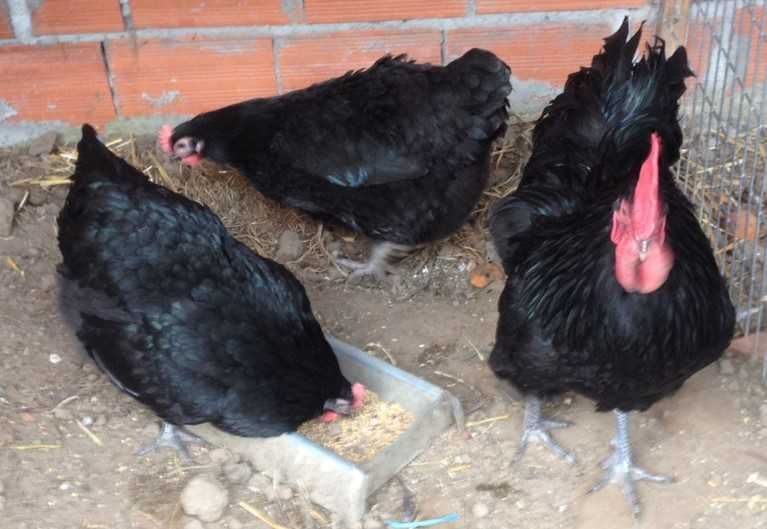 Ovos fecundados e pintos de várias galinhas de raça.