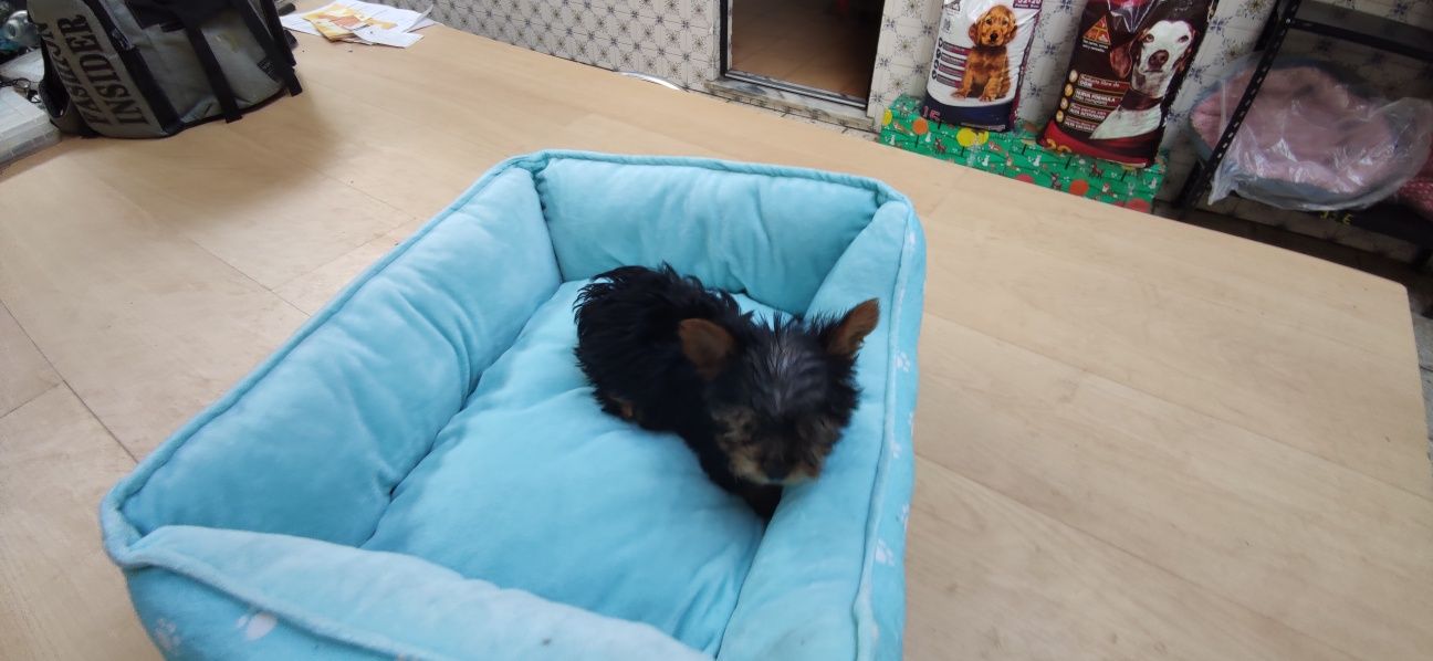 Yorkshire Terrier miniatura criado em ambiente familiar disponível par