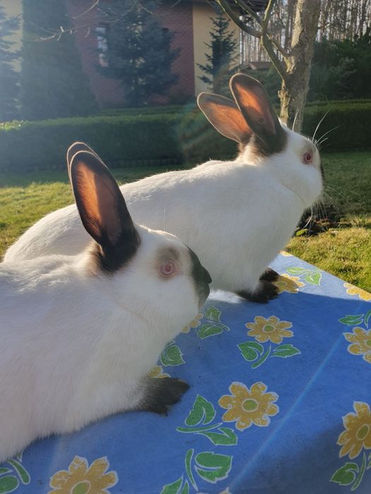 Króliki kalifornijskie czarne