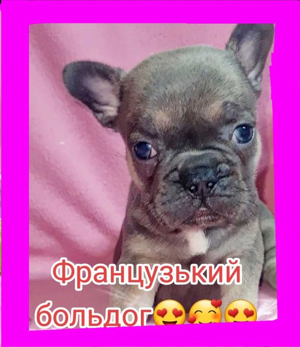 Французький бульдог дівчатка