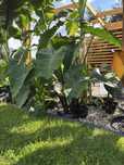 Colocasia, Kolokazja, Uszy słonia - duża sadzonka