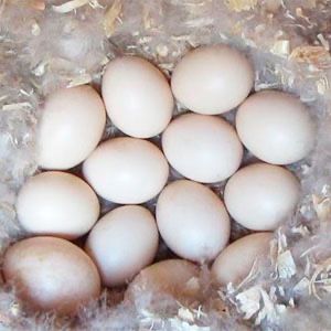 Інкубаційне яйце Муларда Франція