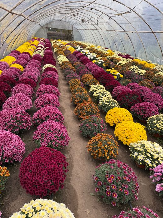 Chryzantemy drobnokwiatowe