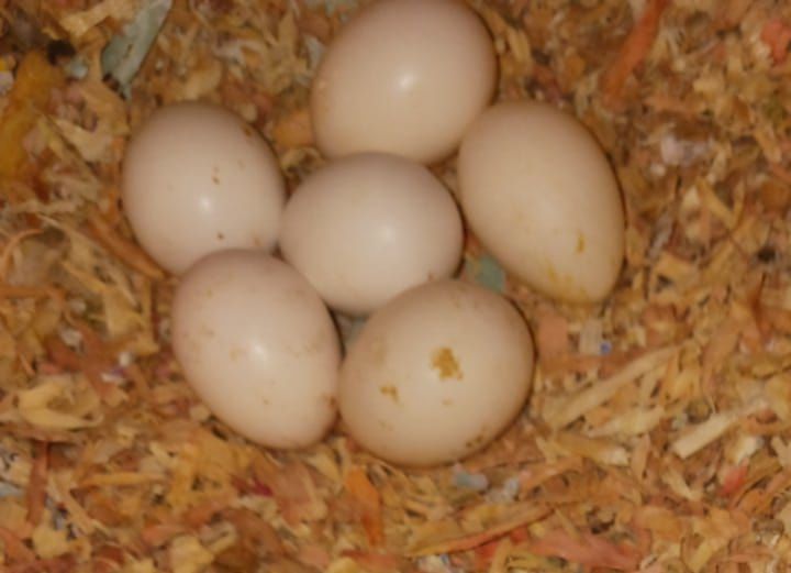 Caturras domésticas