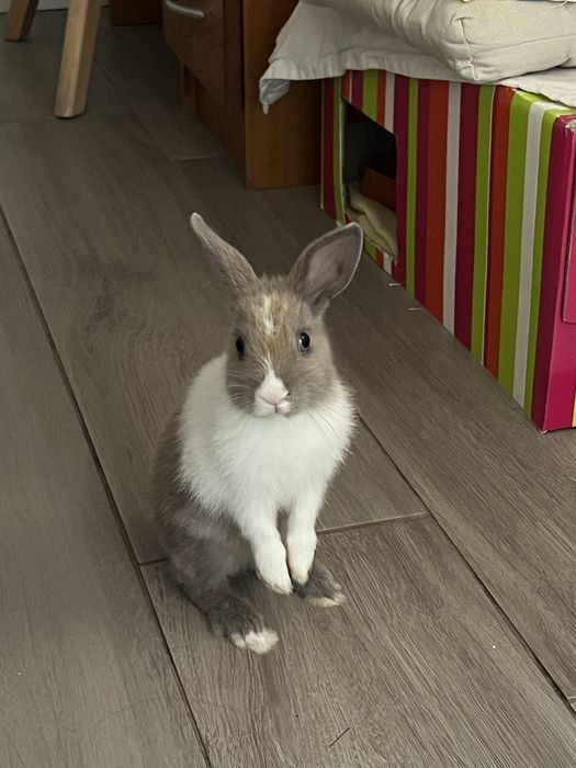 Coelho anão femea- favor ler a descrição