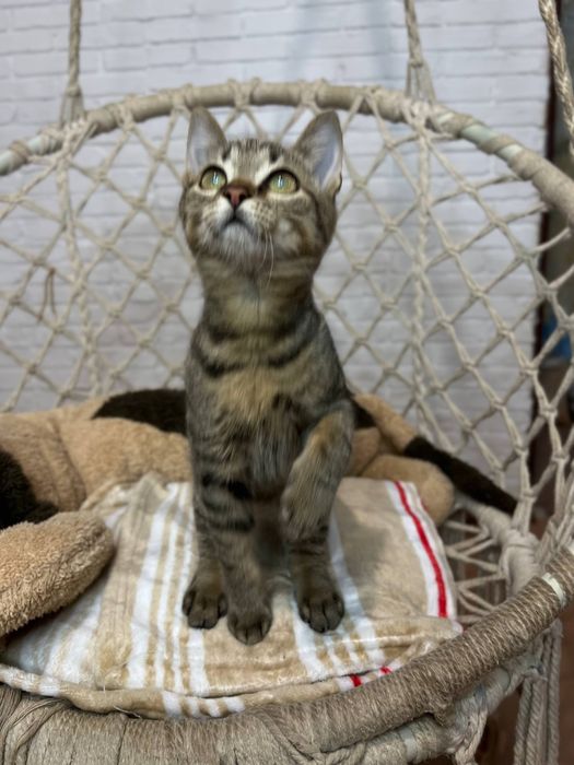 Отдам_ кошки_ котята_ тигрик