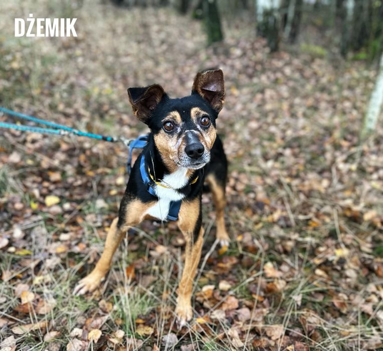 2 letni Dżemik, 12kg, adopcja za darmo oddam