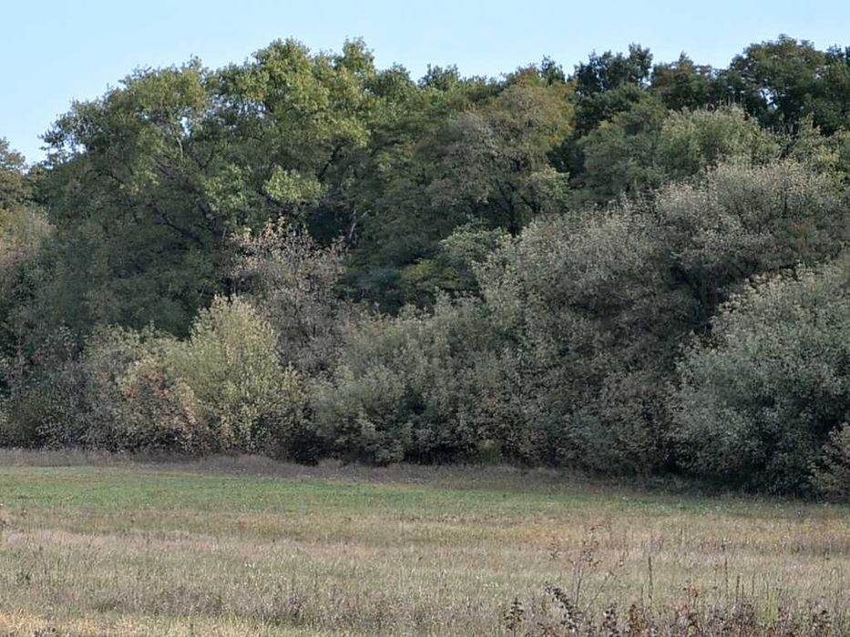 Участок для дома на опушке большого леса Андреевка Бориспольский р-н