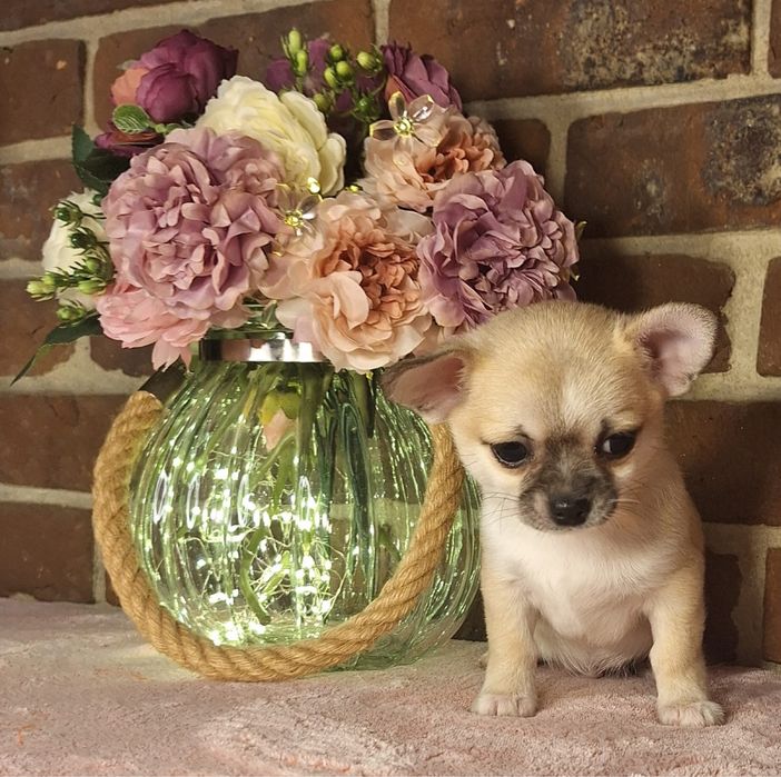 Śliczny beżowo biały szczeniaczek chihuahua krótkowłosy zarezerwowany