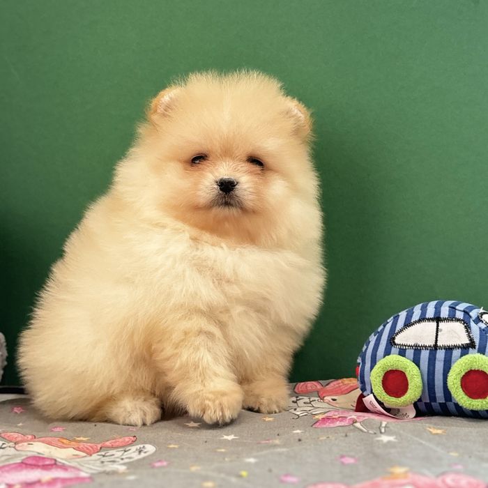 лялькова дівчинка тип ведмедика