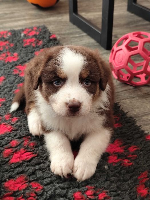 Owczarek australijski Red tri (typ amerykański) ZKwP/FCI