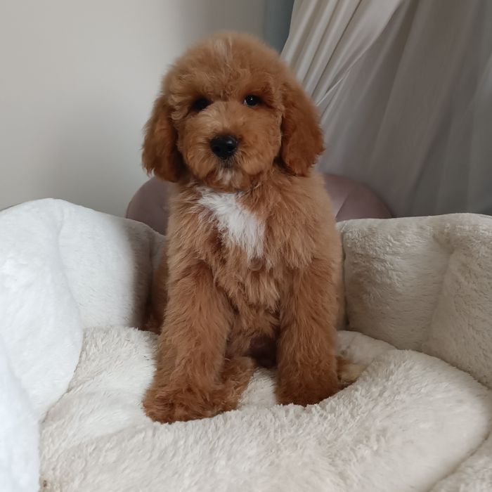 Середній Голдендудль ф1б (Лабрадудль) хлопчик в Києві.