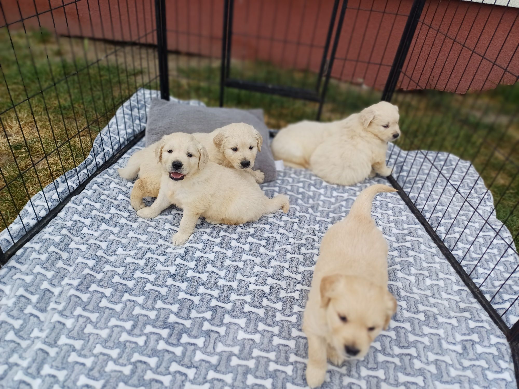 Suczka rasy Golden retriever