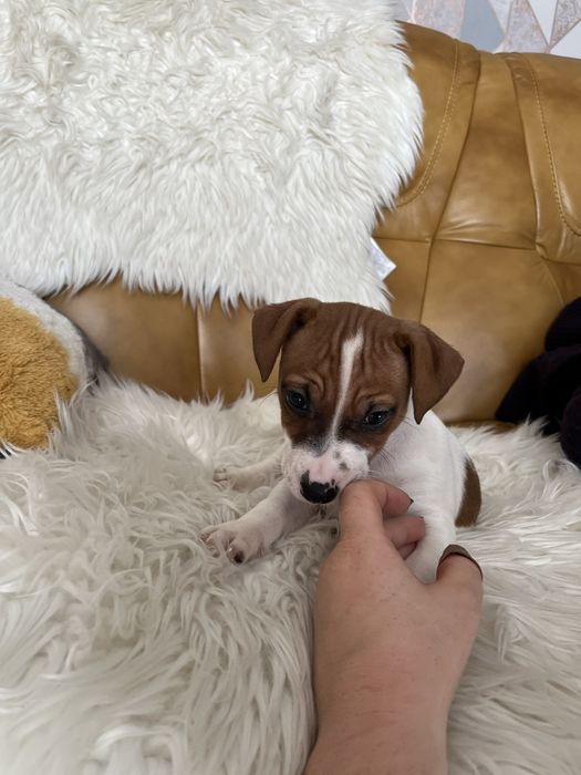 Jack Russell Terrier szczeniak- pies