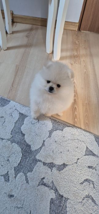 Szpic miniaturowy Pomeranian FCI Suczka