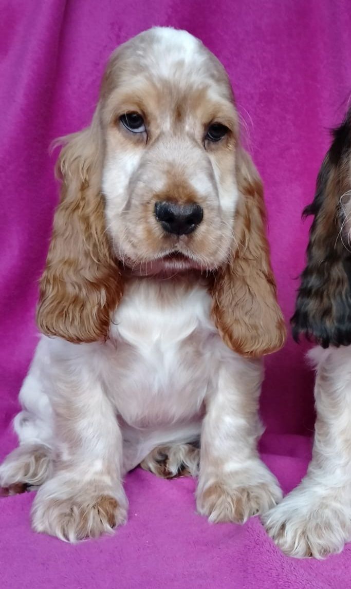 COCKER SPANIEL ANGIELSKI - rodowodowy szczeniaczek + wyprawka