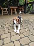 Beagle śliczna suczka