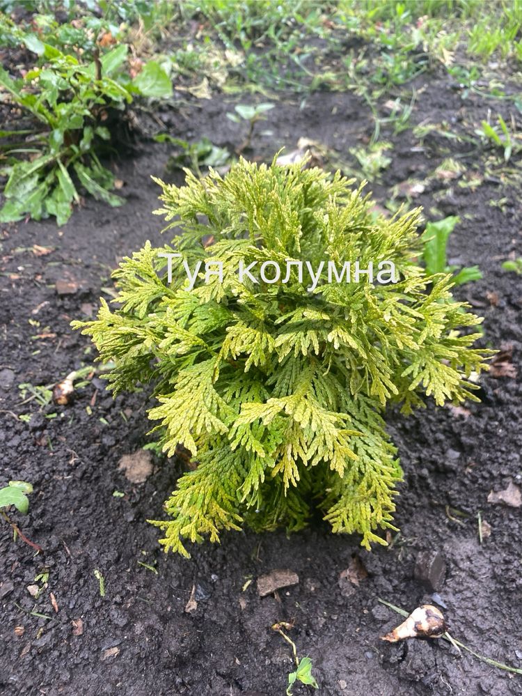 Продаж туй ,гортензій ,лаванди та інш