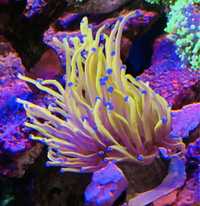 Euphyllia Gold 24K, koralowiec, akwarium morskie